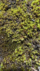 Racomitrium