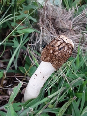 Phallus impudicus