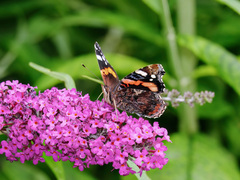 Vanessa atalanta
