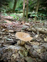 Russulaceae