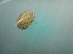 Cotylorhiza tuberculata