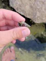 Clibanarius tricolor