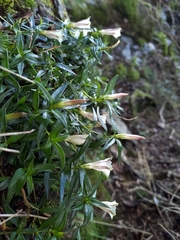 Tripterospermum microphyllum