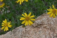 Heterotheca pumila
