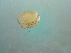 Cotylorhiza tuberculata