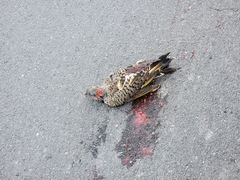 Colaptes auratus luteus