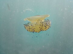 Cotylorhiza tuberculata