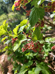 Ribes