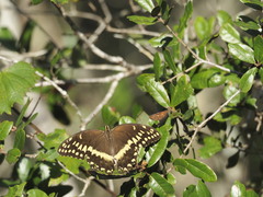 Papilio palamedes