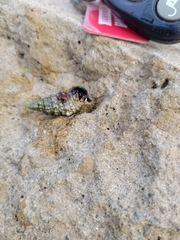 Clibanarius tricolor