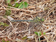 Ophiogomphus cecilia