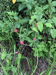 Stachytarpheta mutabilis