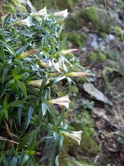 Tripterospermum microphyllum