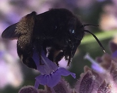 Melissodes bimaculatus