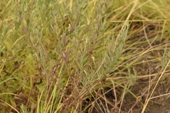 Brickellia eupatorioides texana