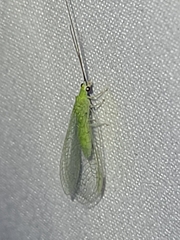 Chrysopa nigricornis
