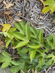 Passiflora incarnata