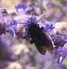Melissodes bimaculatus