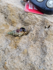 Clibanarius tricolor