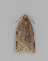 Clepsis virescana
