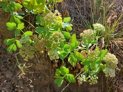 Peucedanum japonicum