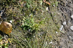 Androsace filiformis
