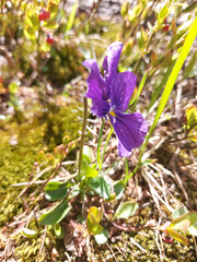 Viola altaica