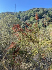 Adenostoma fasciculatum