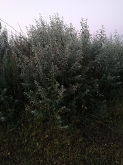 Elaeagnus angustifolia