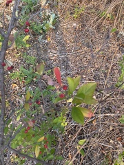 Aronia arbutifolia