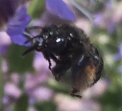 Melissodes bimaculatus