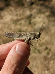 Dissosteira carolina