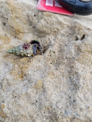 Clibanarius tricolor