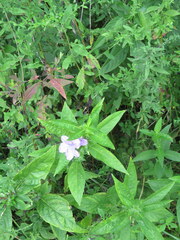 Ruellia strepens
