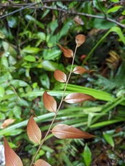 Stenochlaena palustris