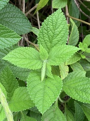 Stachytarpheta mutabilis