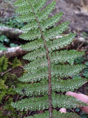 Dryopteris apiciflora