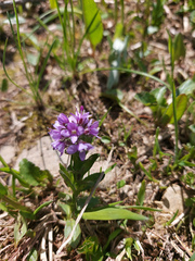 Veronica densiflora