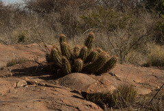 Trichocereus candicans