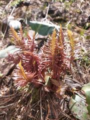 Pedicularis
