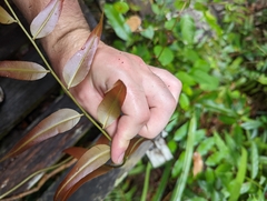 Stenochlaena palustris