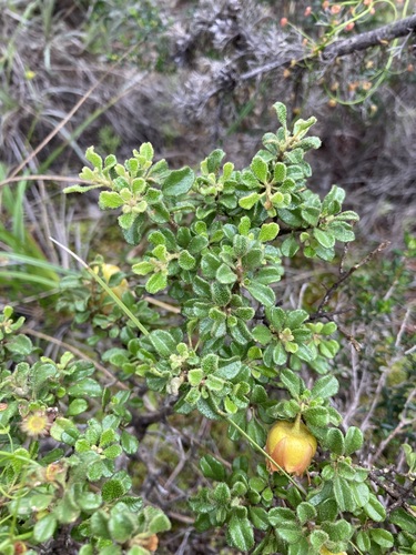 Image of Diplolaena Obovata (Diplolaena obovata) by (c) Thomas Mesaglio, some rights reserved (CC BY)