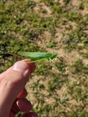 Neoconocephalus retusus