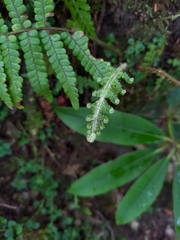 Dryopteris apiciflora