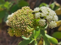 Peucedanum japonicum