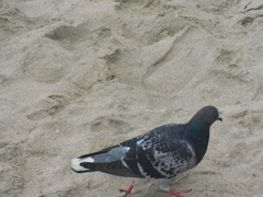 Columba livia