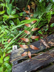 Stenochlaena palustris