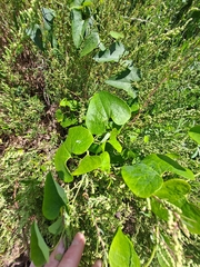 Aristolochia