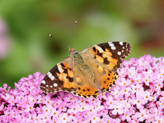 Vanessa cardui