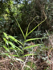 Flagellaria indica
